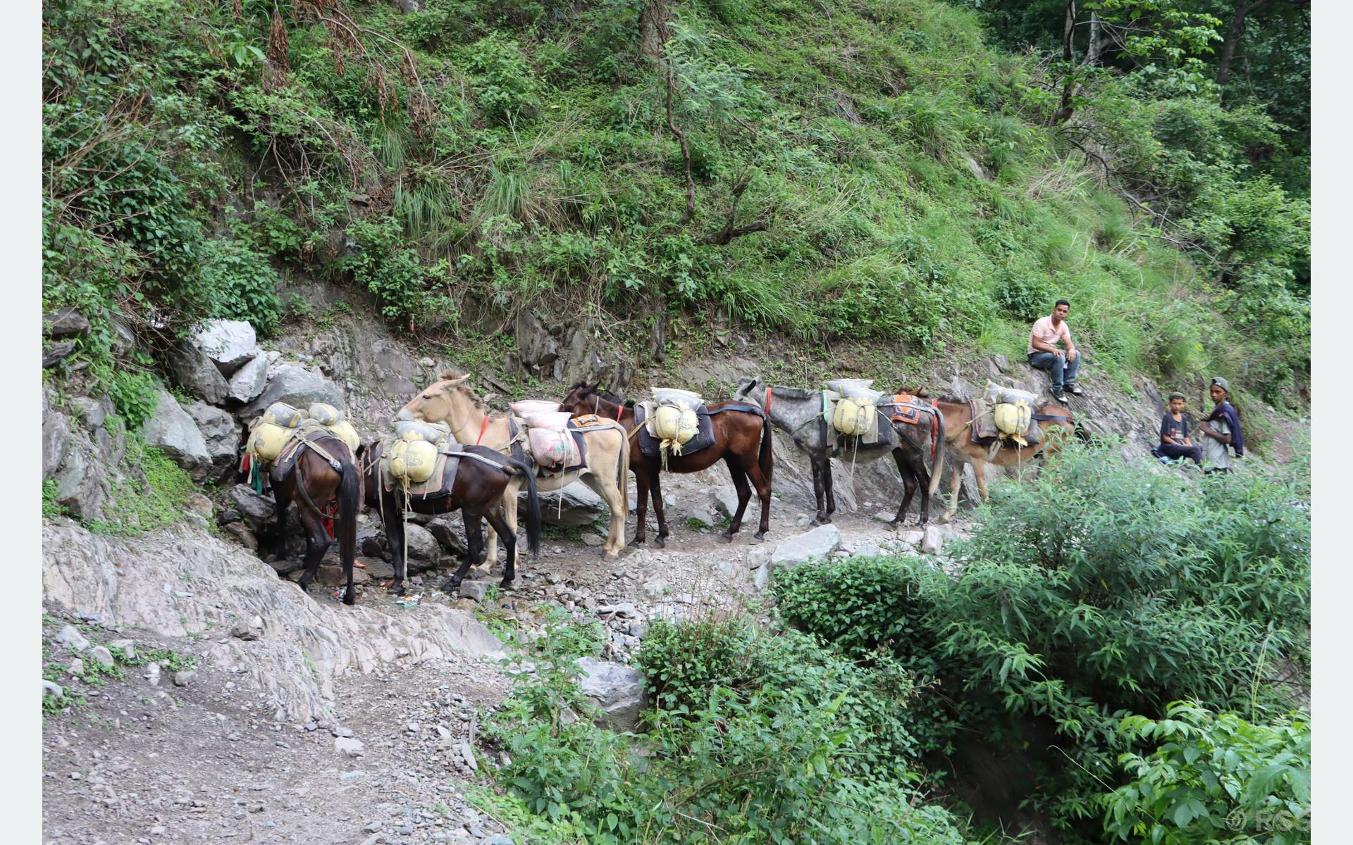 सामान बोकेर सिस्ने १ र २ जाँदै खच्चड