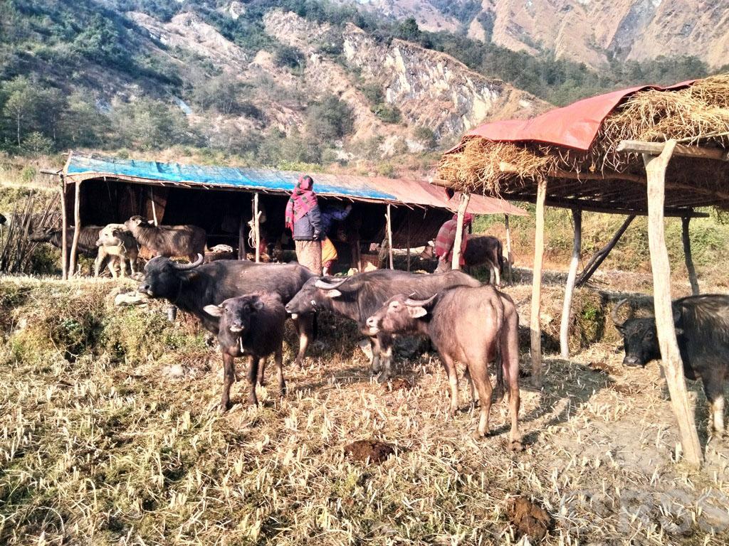 घुम्ती गोठमा गाईभैँसी पालन