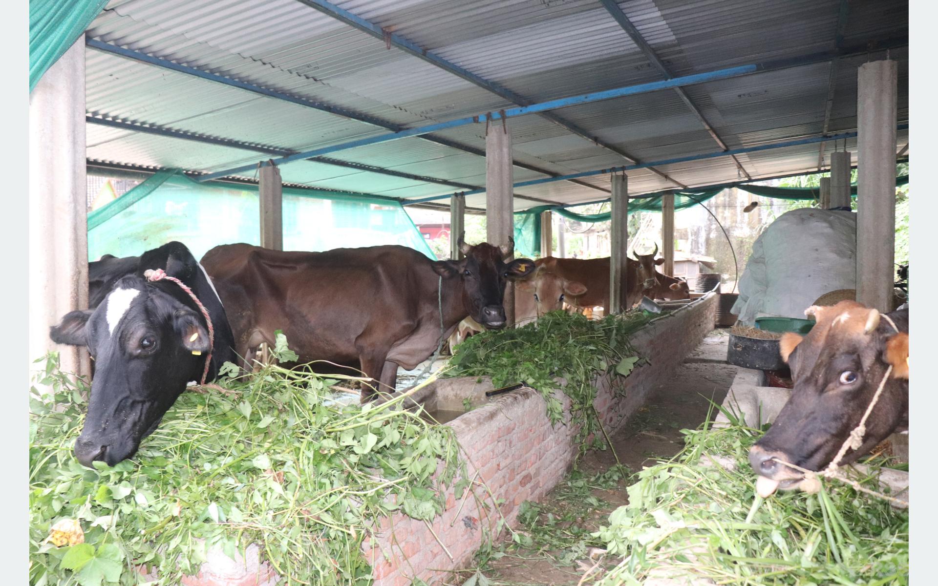 गाई पालन