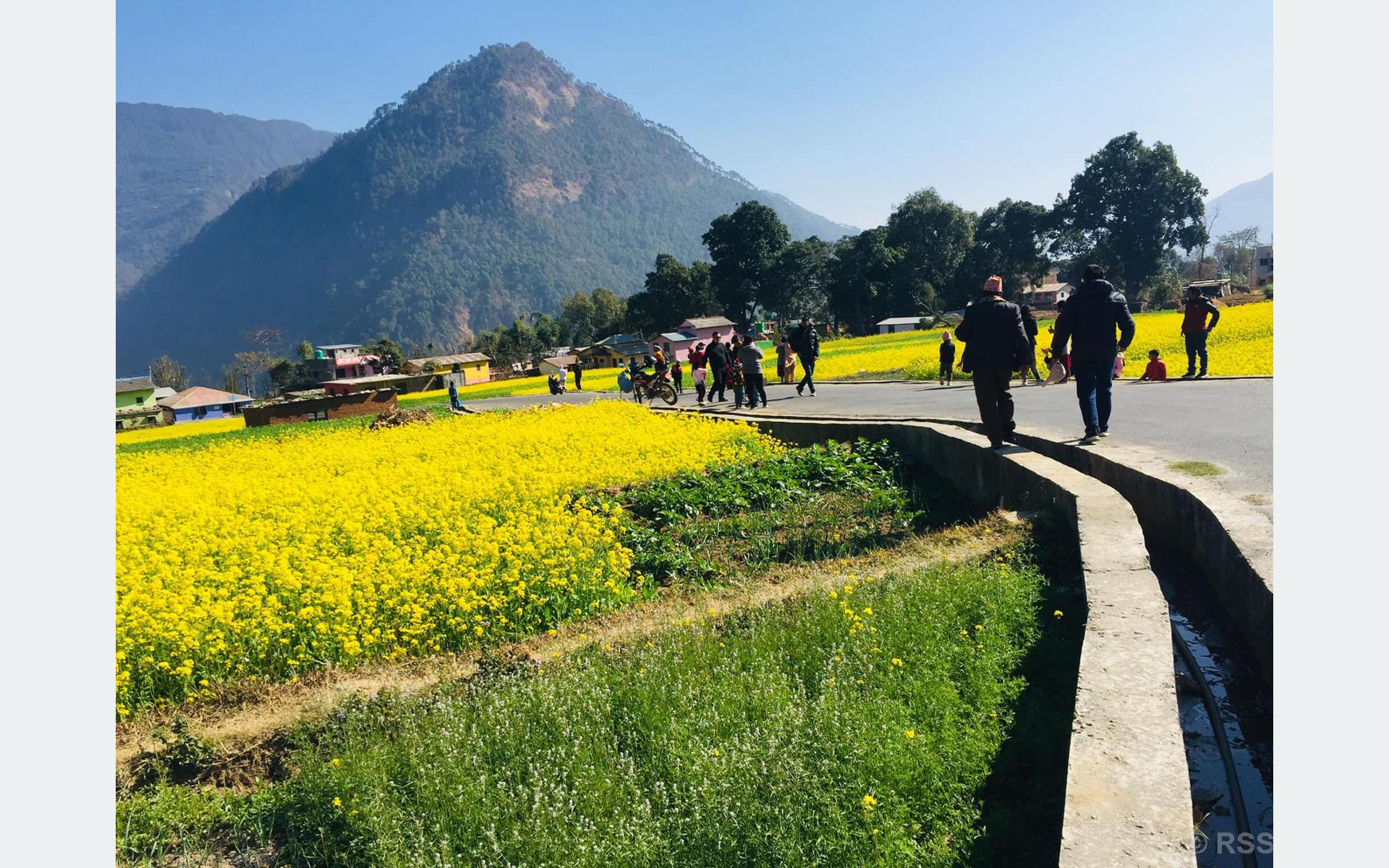 भाइरल रत्नेचौरको तोरीबारीमा आन्तरिक पर्यटक