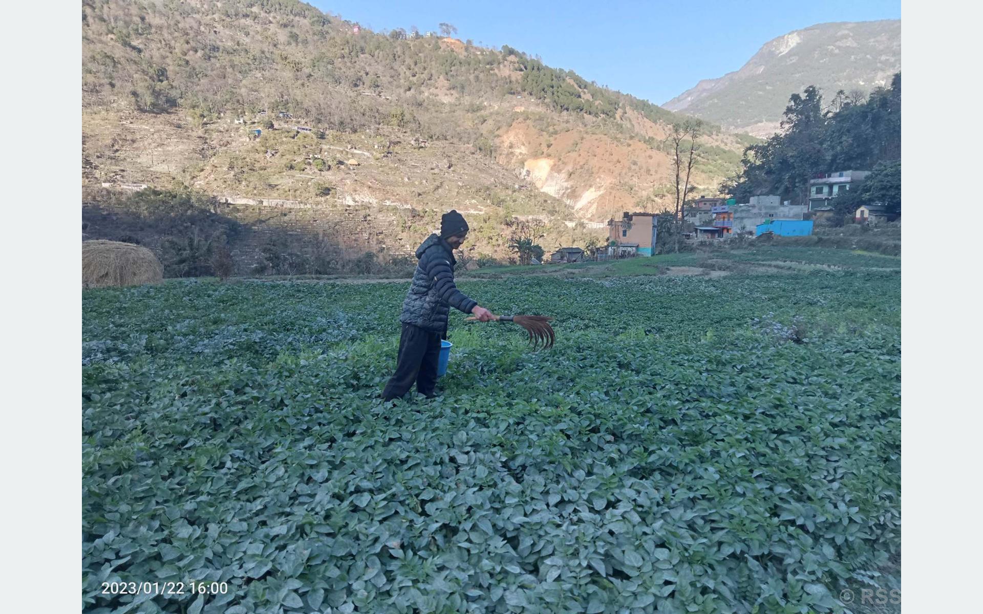 आलुमा विषादी छर्किंदै किसान