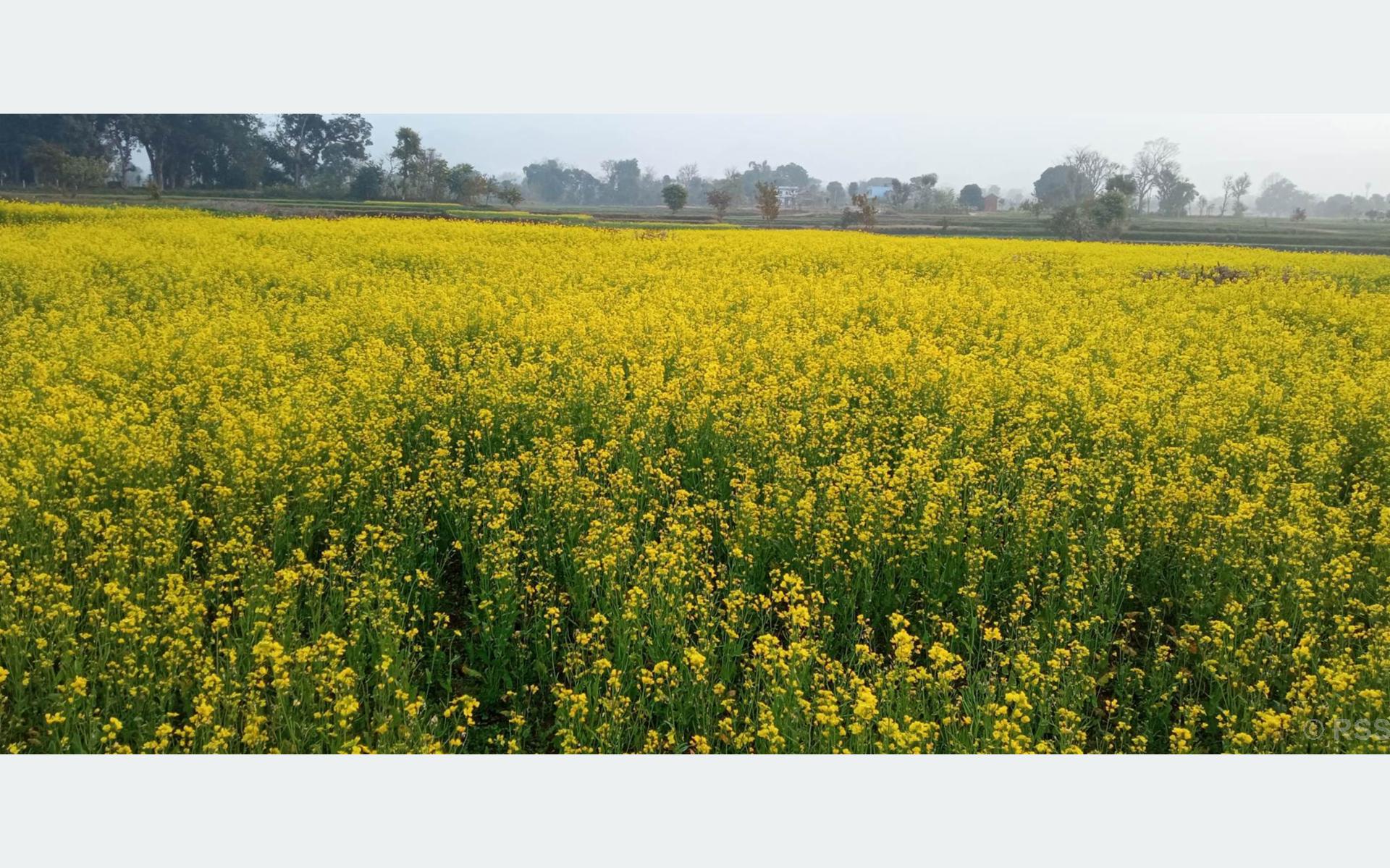 फूल्दै गरेको तोरीबाली