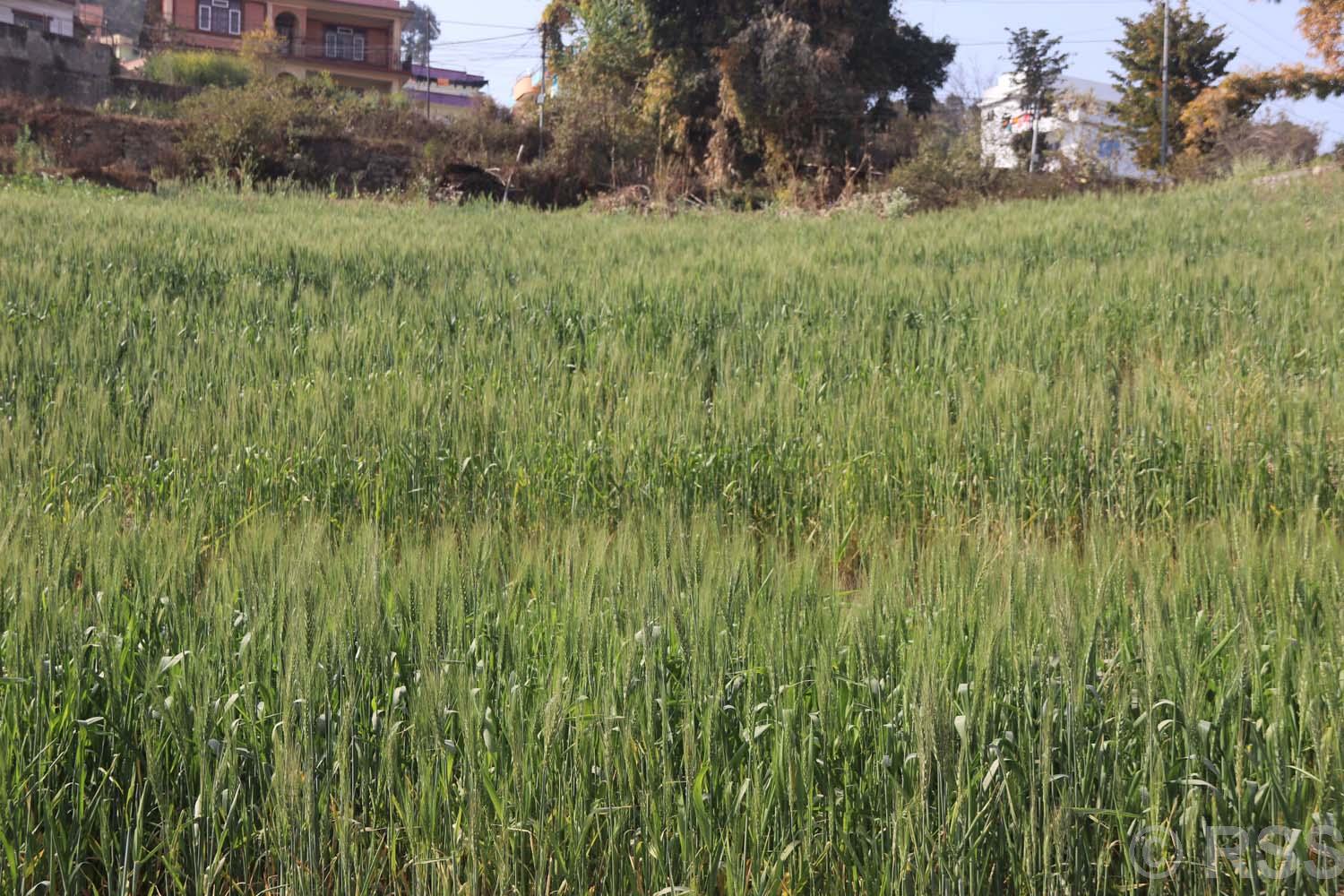 गहुँ खेती