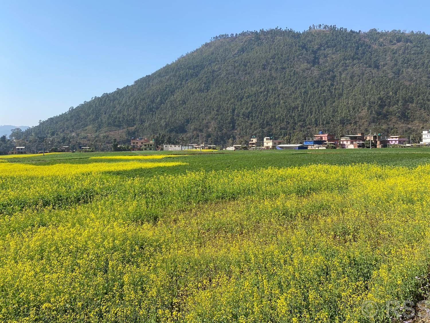 पानी नपर्दा कृषि उब्जनीमा समस्या