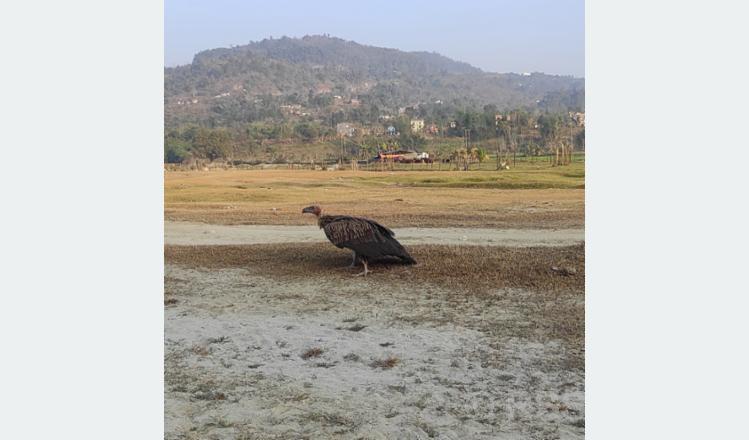 सिनो खोज्दै गिद्ध