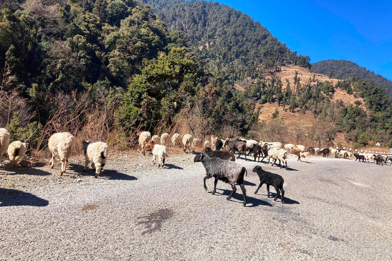 मध्यपहाडी राजमार्गमा भेडाको बथान