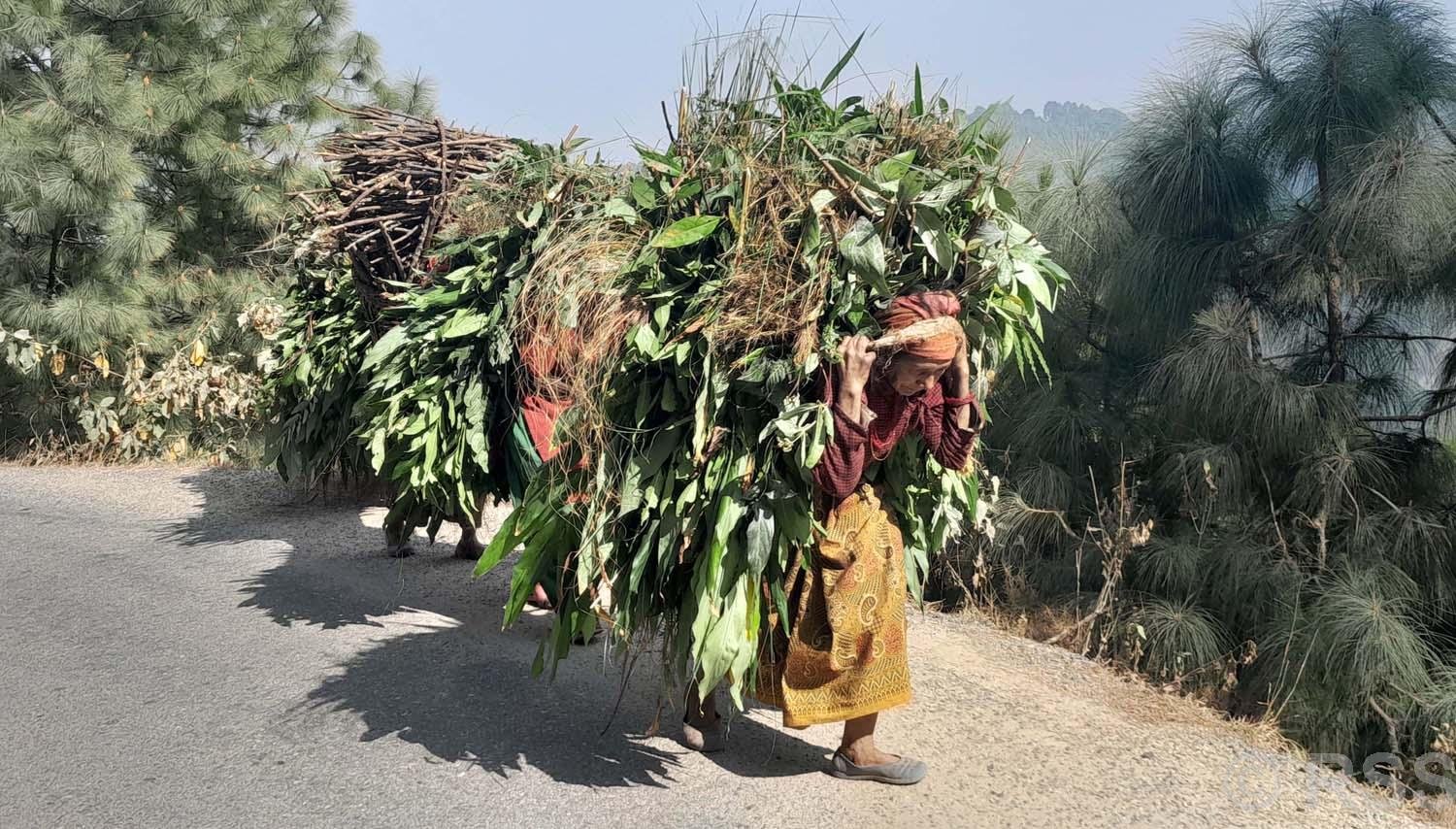 घाँसको भारी लिएर घरतर्फ जाँदै महिला