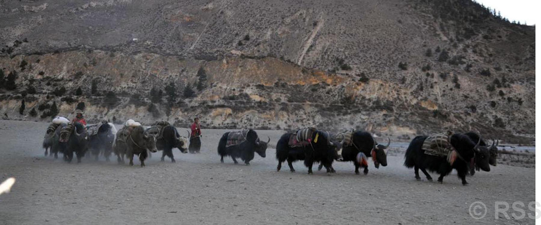 यातायातको साधन चौँरी