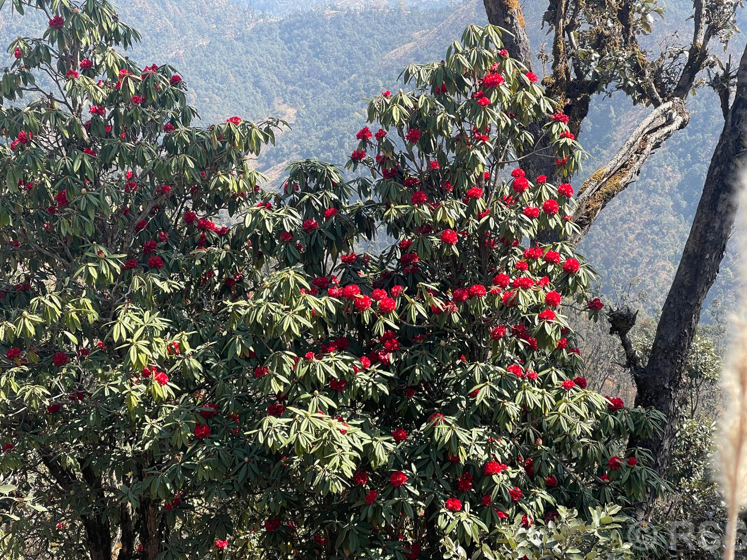 ढकमक्क लालीगुराँस