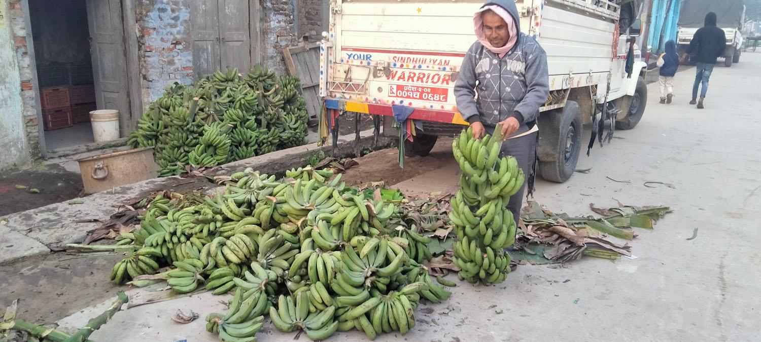 केरा बिक्रीका लागि तयारी