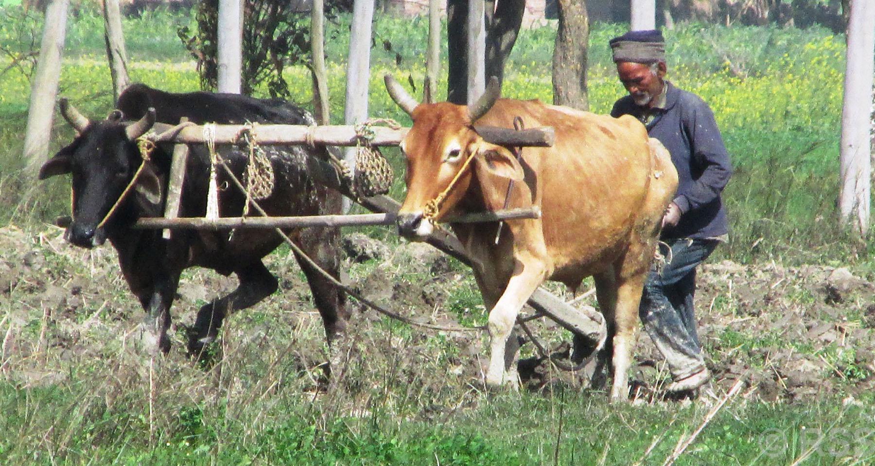 गोरु जोत्दै स्थानीय किसान