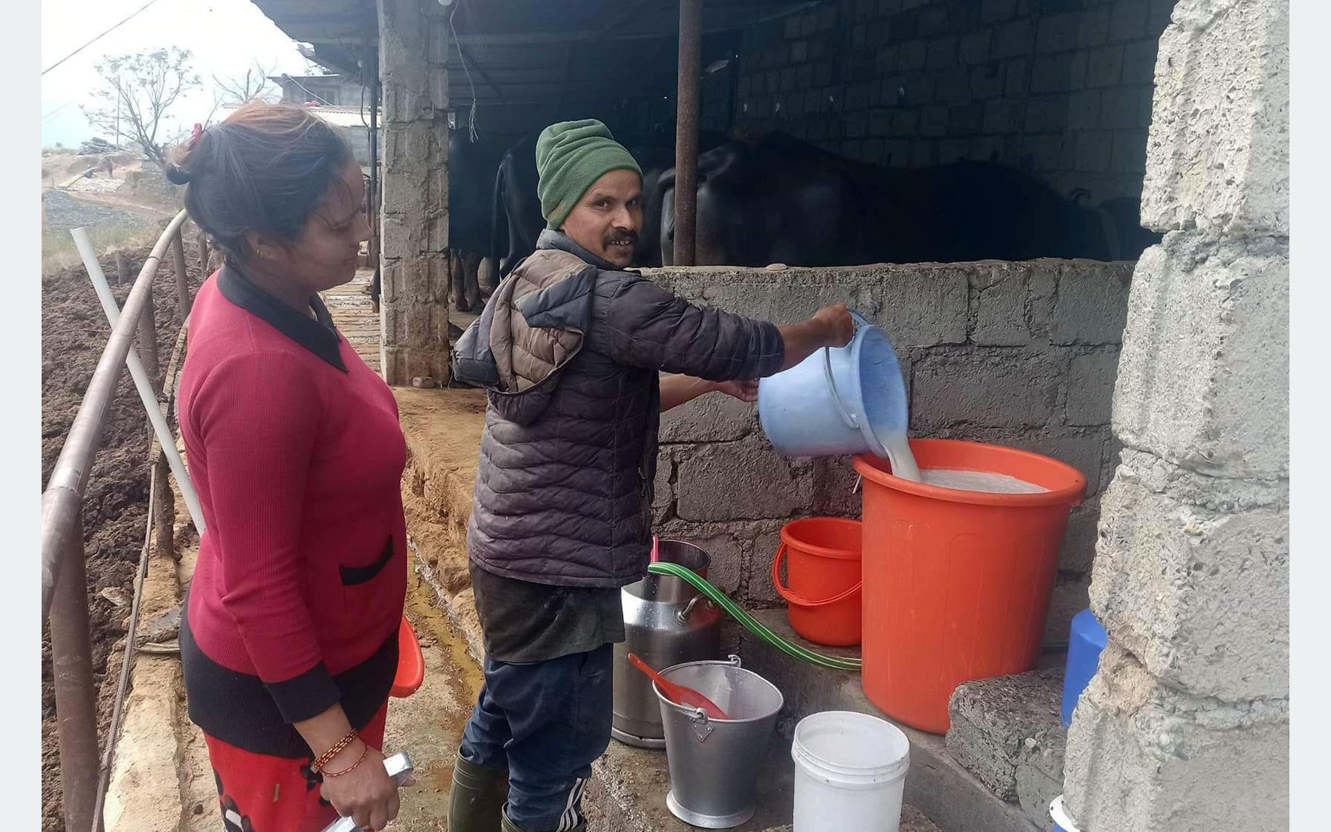बिक्रीका लागि दूध सङ्कलन