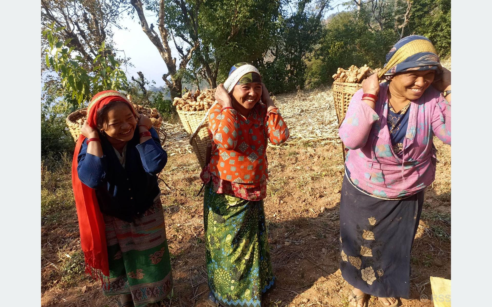 अदुवा बिक्रीका लागि लैजाँदै कृषक