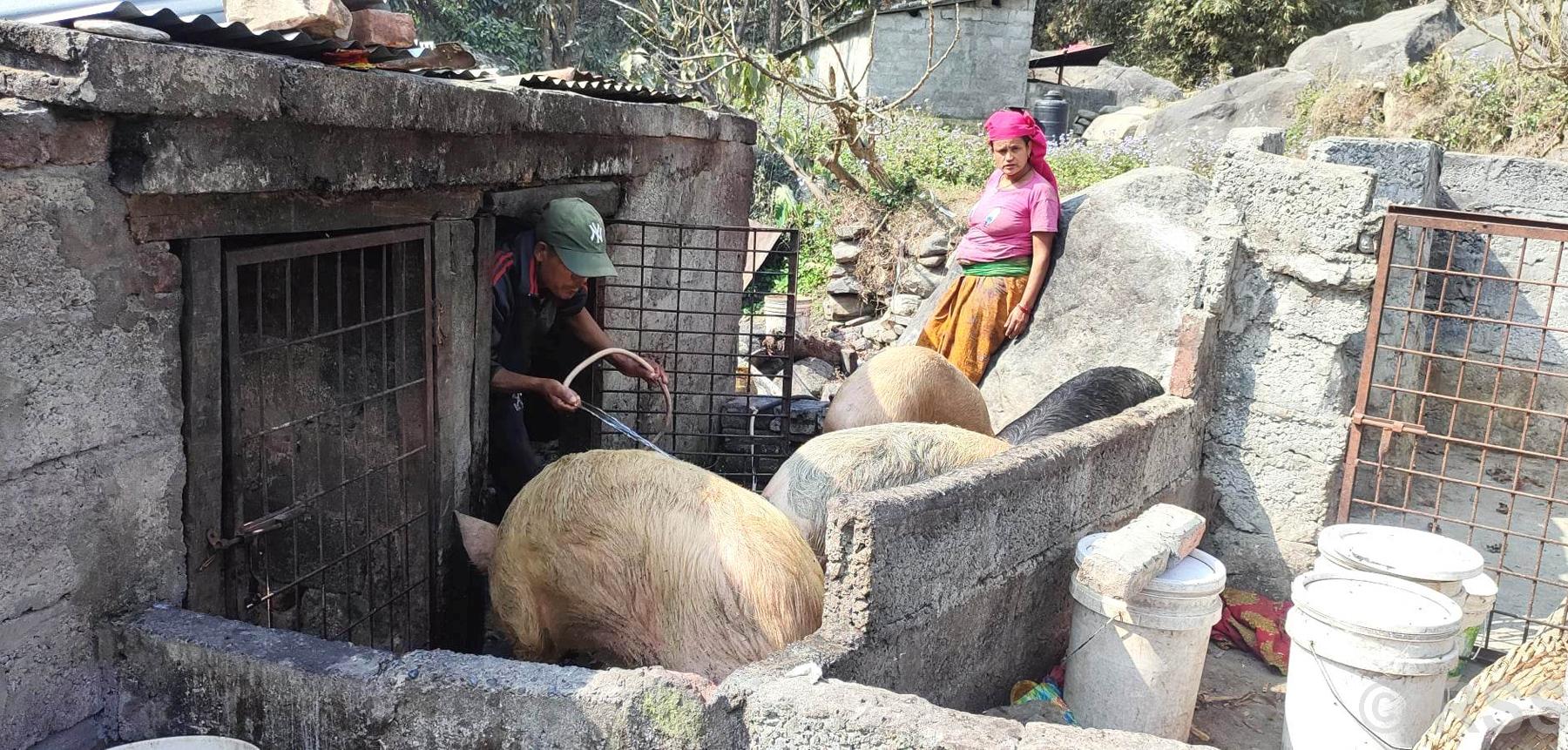 बङ्गुरको हेरचाह गर्दै किसान