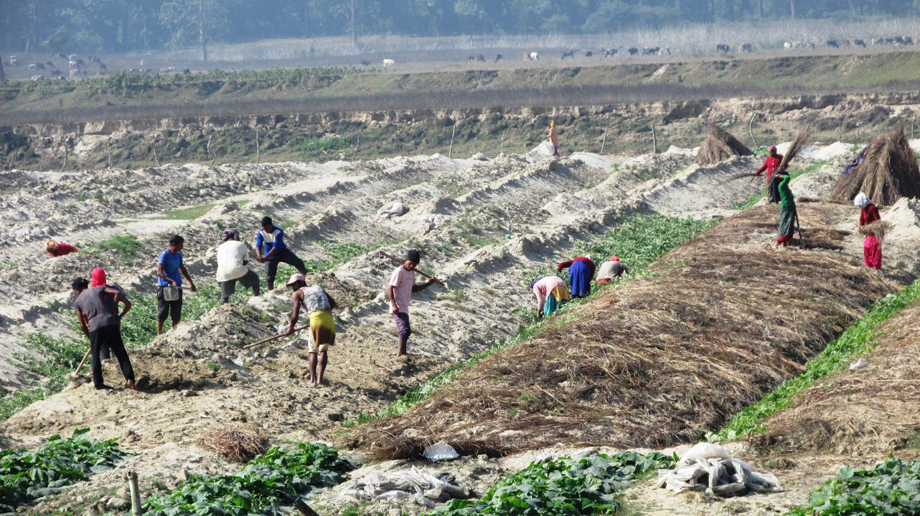 बगरमा लगाइएको तरकारी गोडमेल गरिँदै
