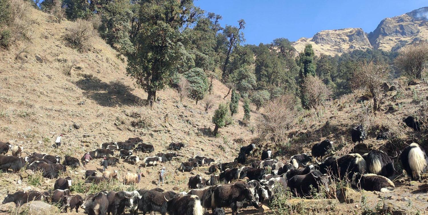 चौँरीगाई पालन
