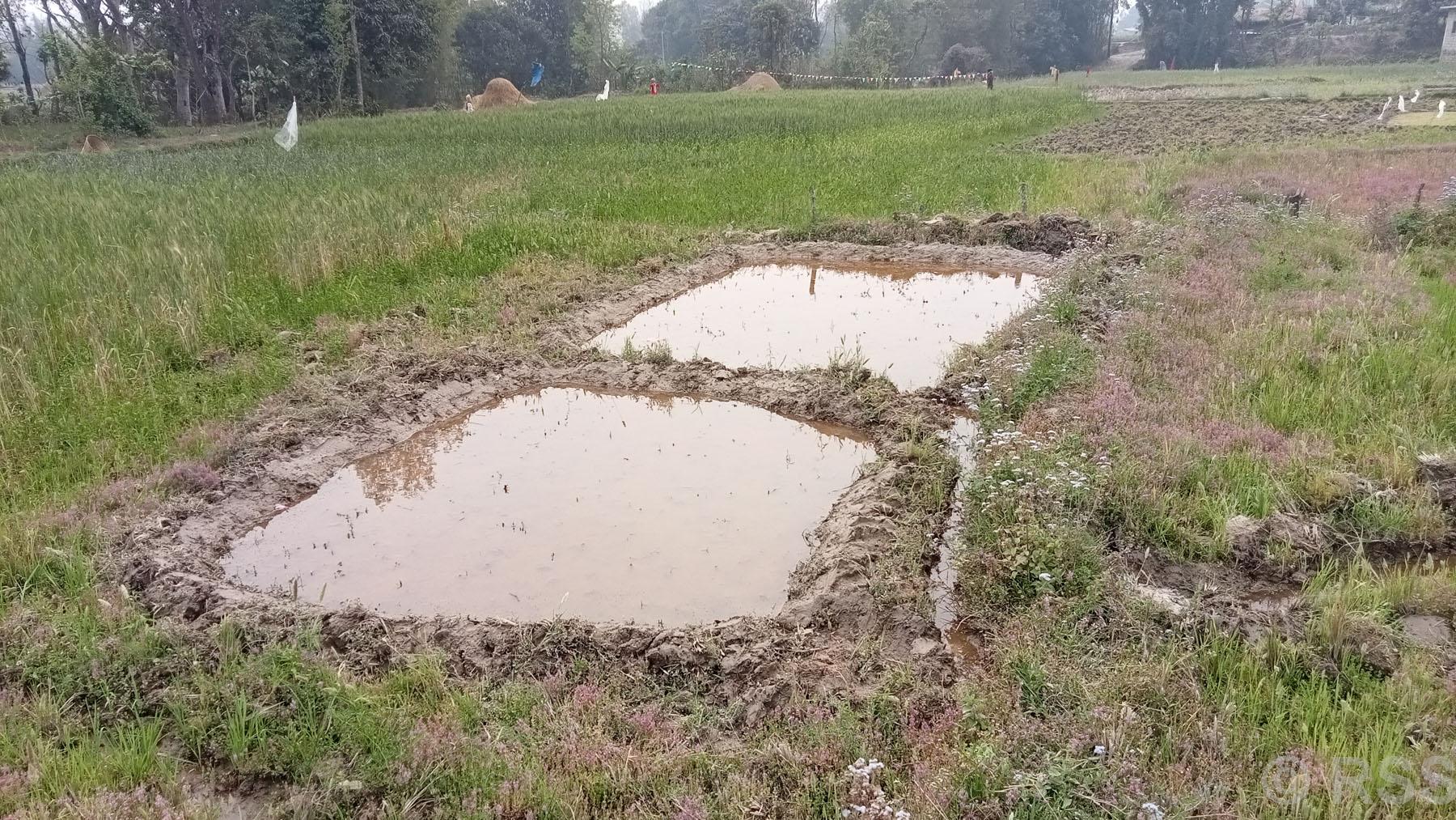 चैत धानका लागि राख्न थाले ब्याड