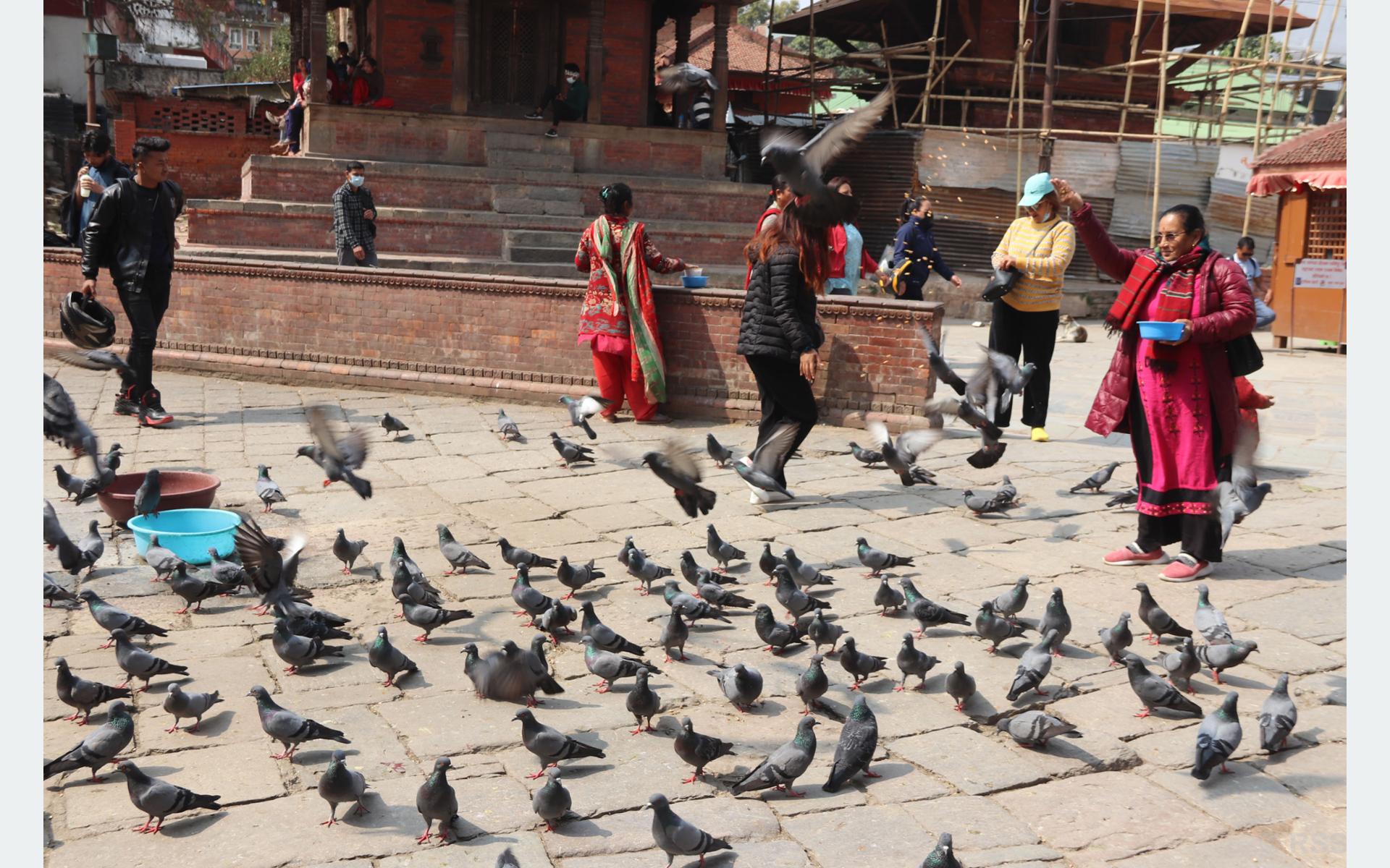परेवालाई चारो दिँदै