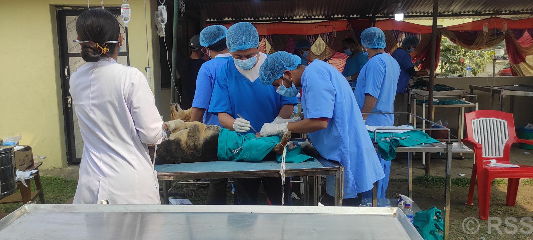 कुकुरको बन्ध्याकरण