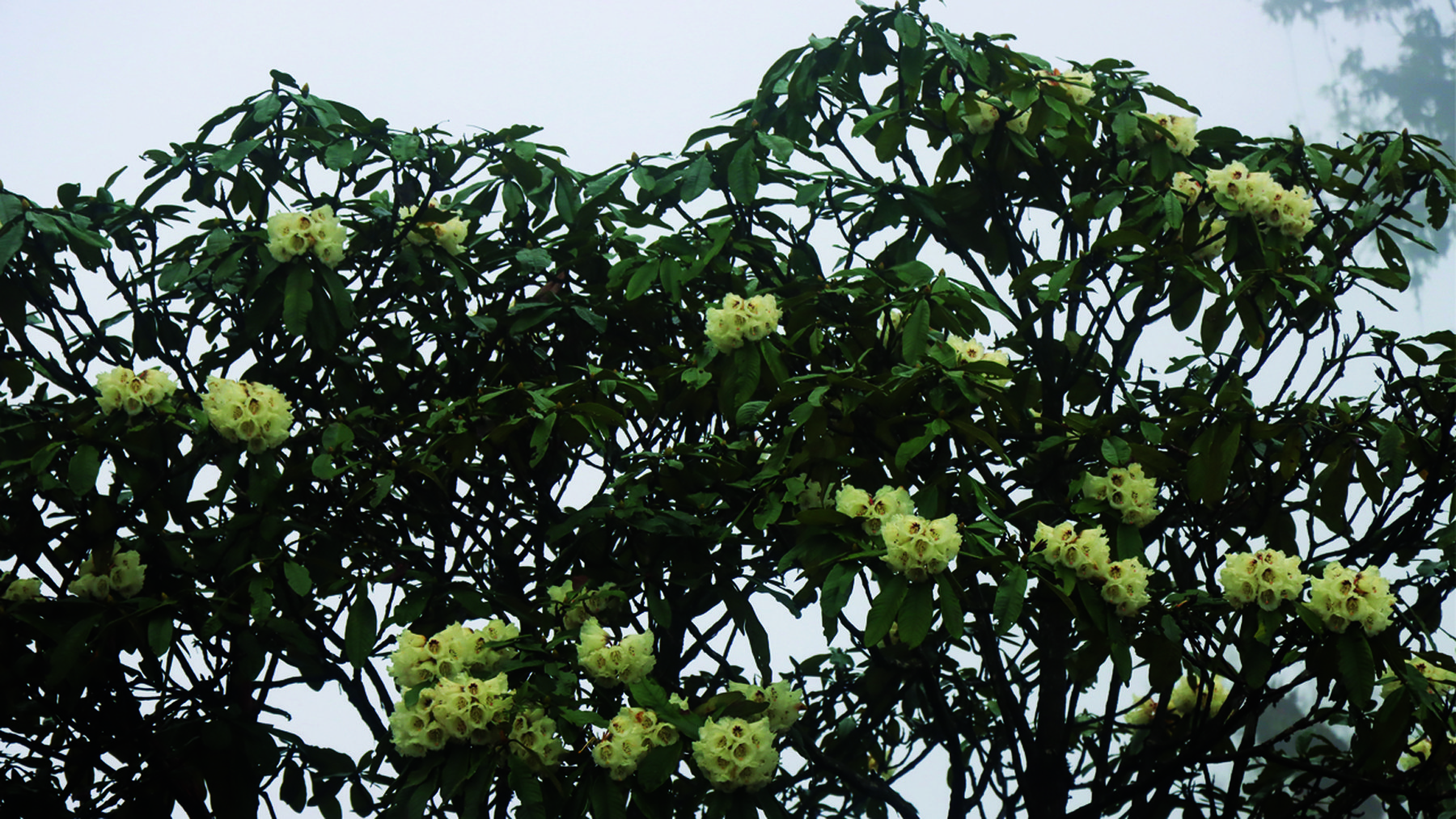 ढकमक्क फुलेको चिमाल (सेतो गुराँस)