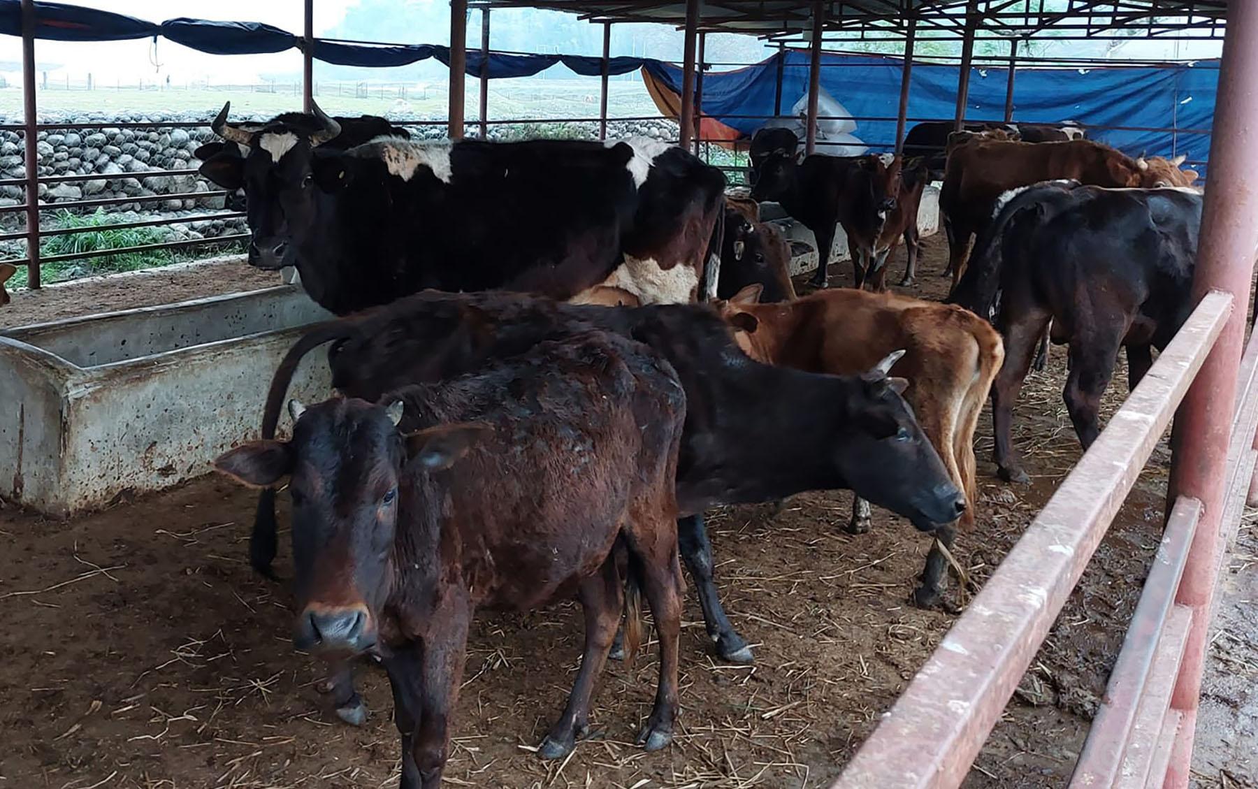 गौ संरक्षण केन्द्र
