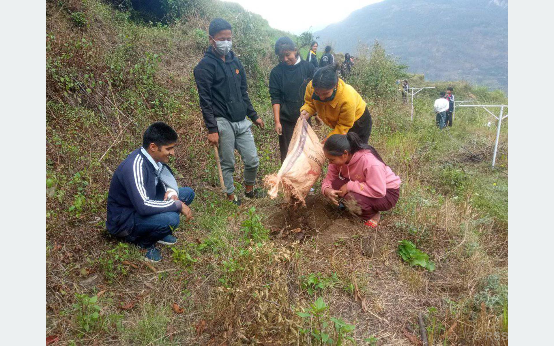 फलफूलका बिरुवा लगाउँदै विद्यार्थी