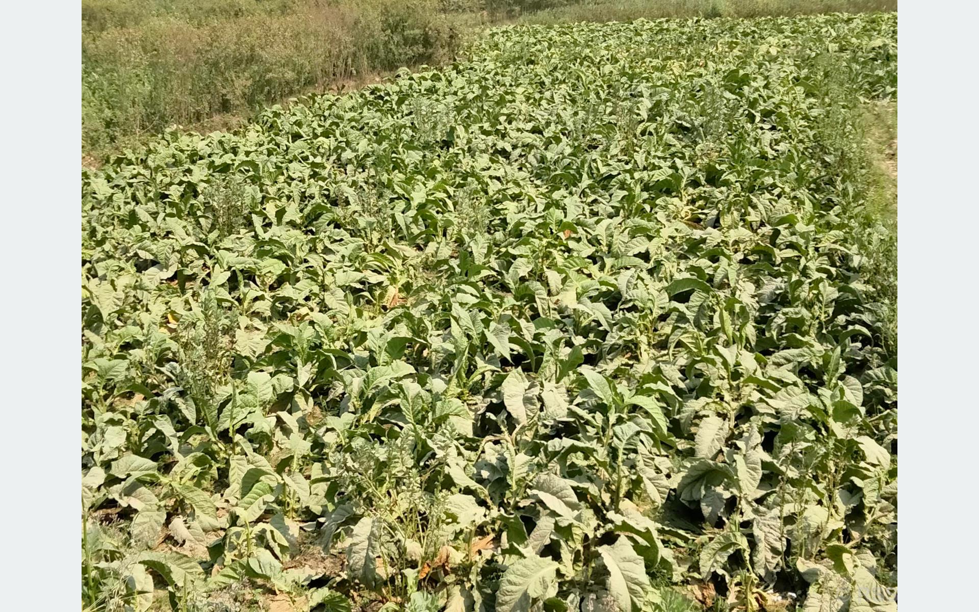 सुर्ती खेती