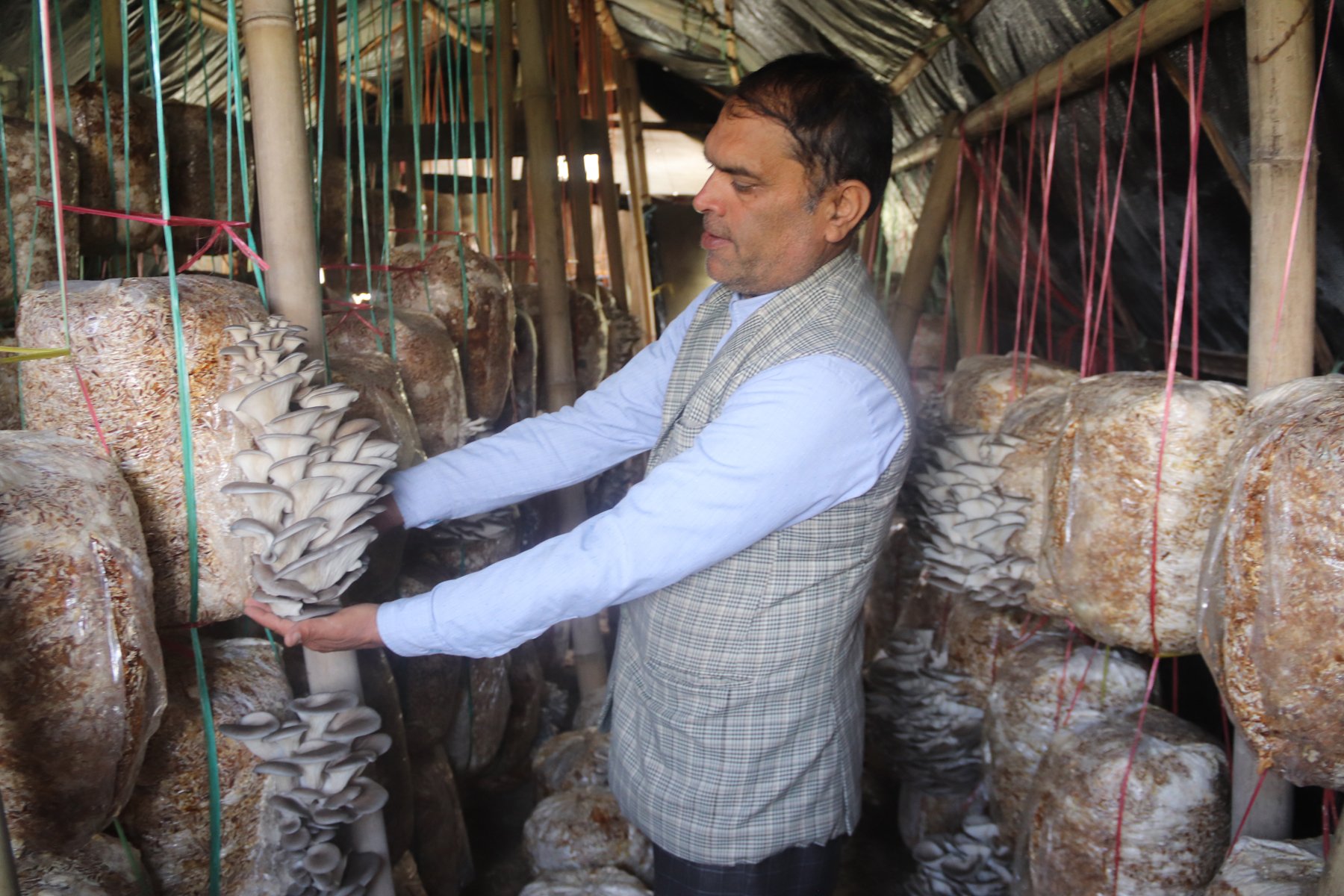 च्याउखेती