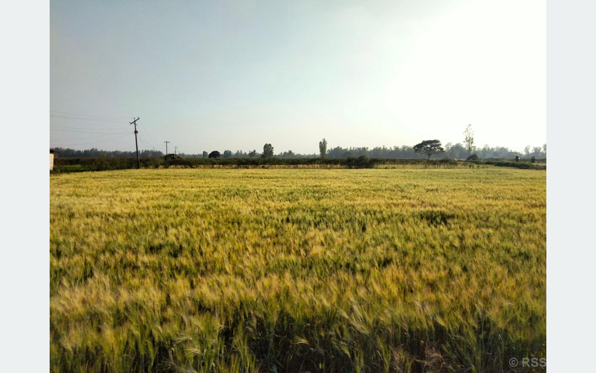 गहुँ खेती