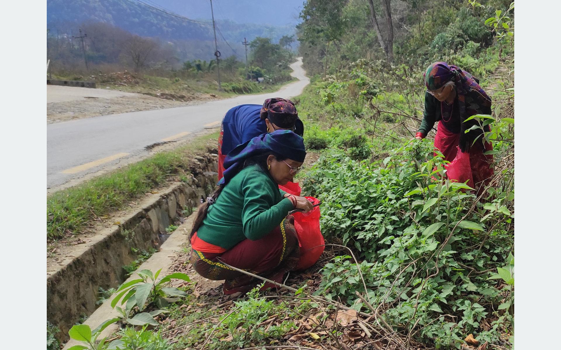 औषधिका लागि सिस्नु