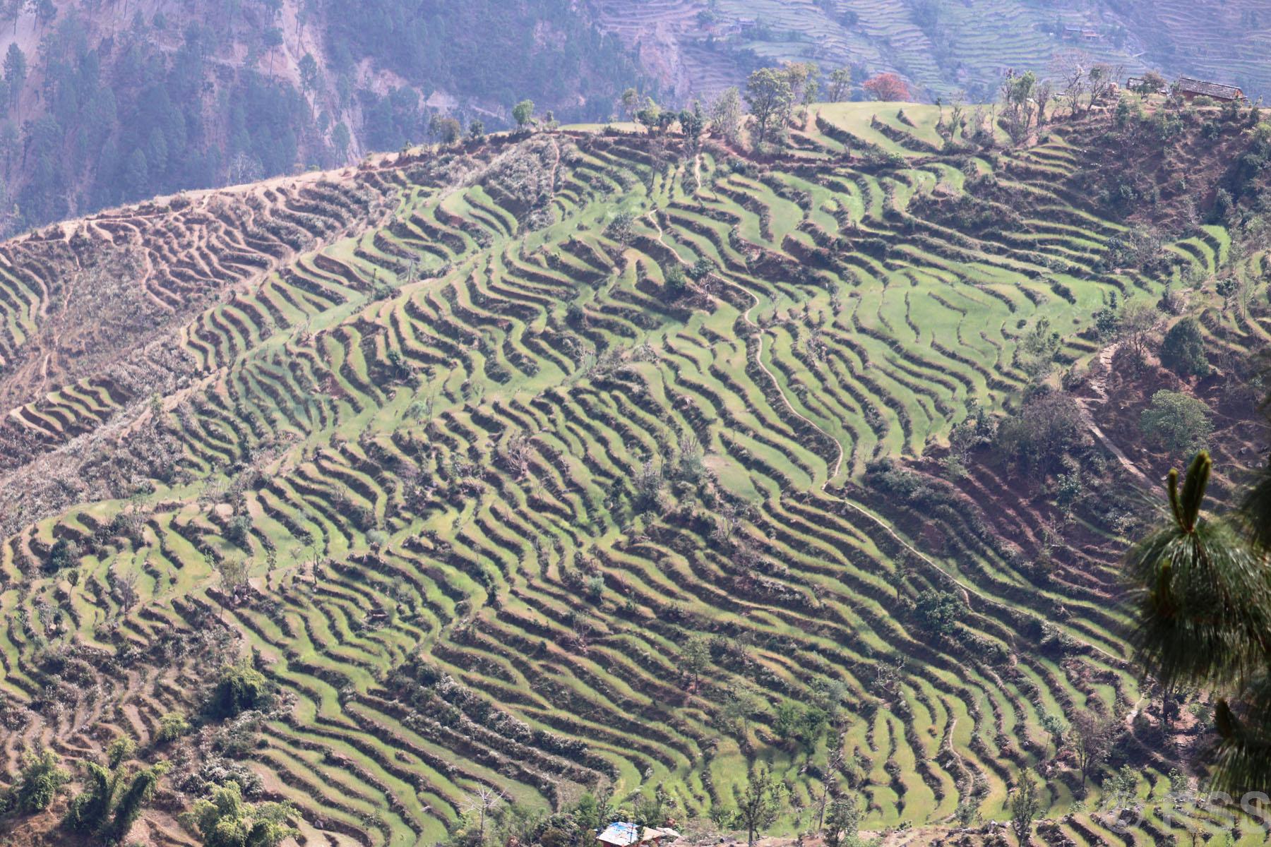 आकासेपानीको भरमा गहुँखेती