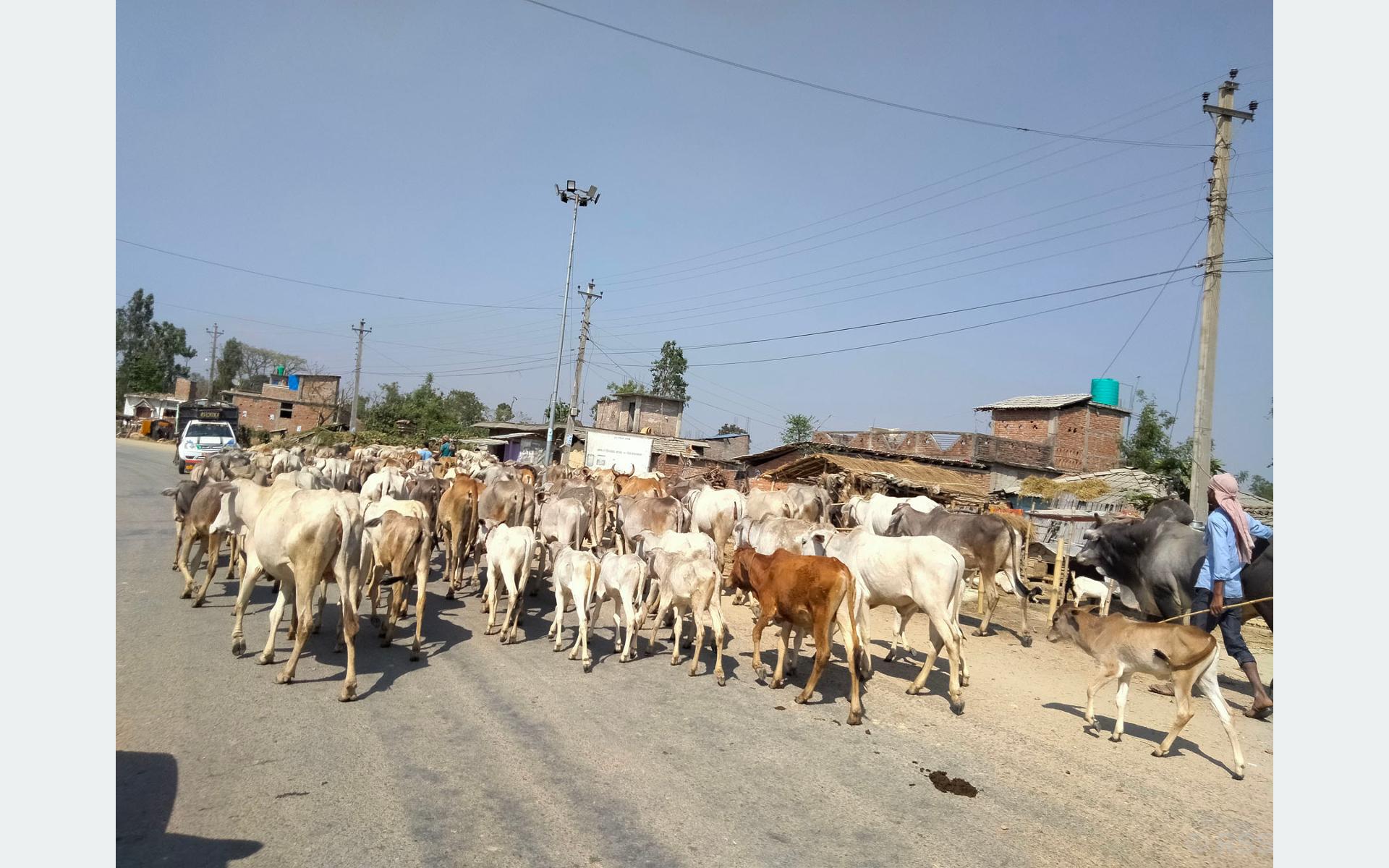 गाई चराउँदै जाँदै कृषक