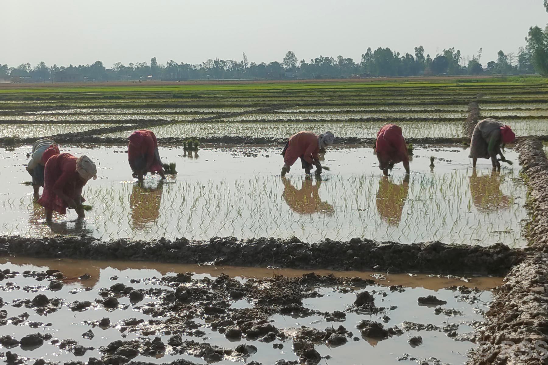 झापामा चैत धान रोपाइँ सुरु, क्षेत्रफल घट्दै