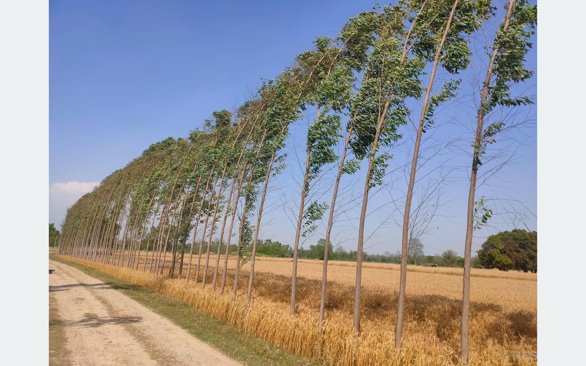 गहुँखेतीसँगै लिप्टिस