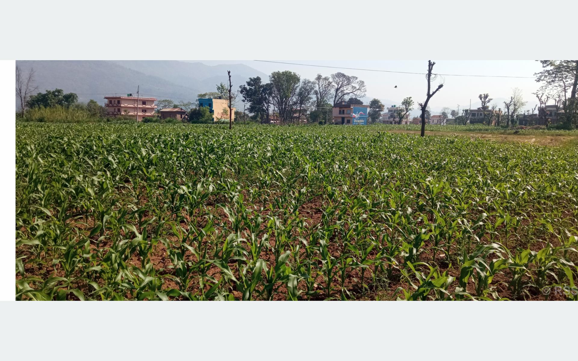 मकैबाली