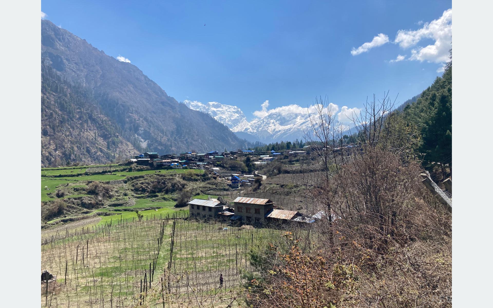 थानचोक गाउँ र पृष्ठभुमीमा मनास्लु हिमाल
