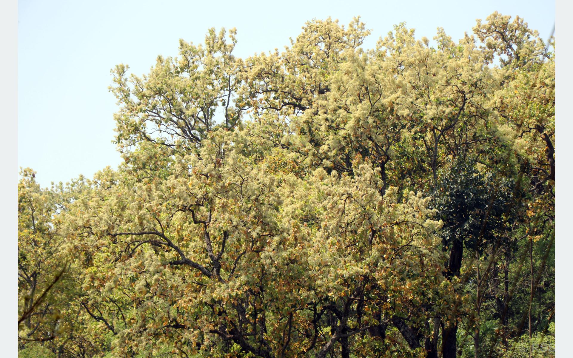 ढकमक्क फुलेको साल
