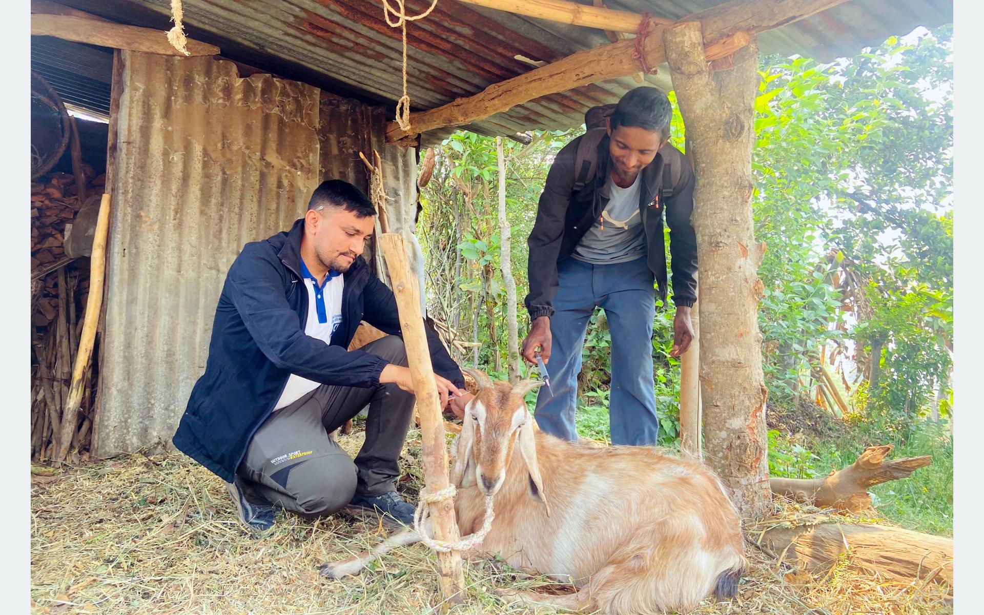 बाख्रालाई पिपिआर भ्याक्सिङ
