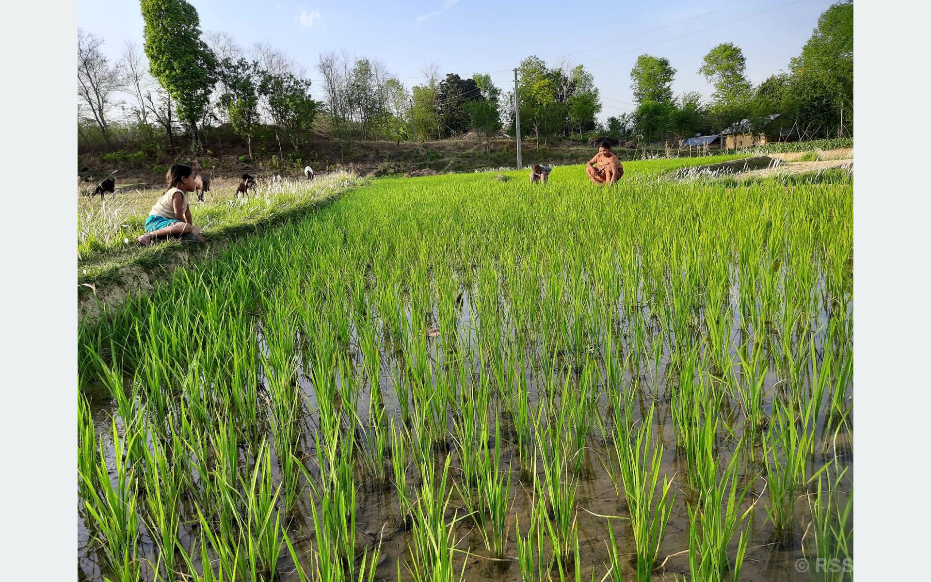 चैते धान गोडमेल गर्दै किसान