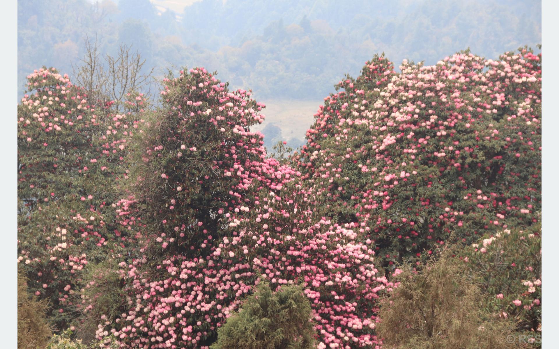 ढकमक्क लालीगुँरास