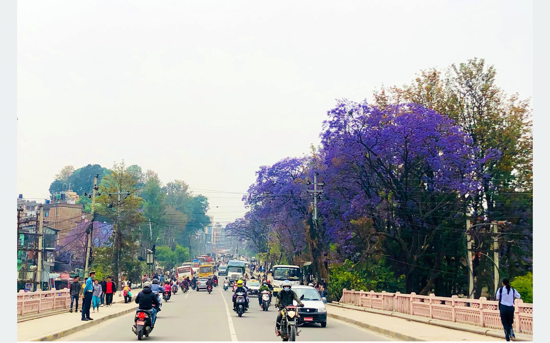 ज्याकाराण्डा फूल