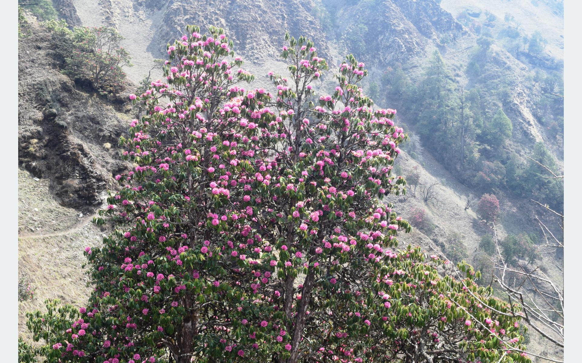 ढकमक्क लालीगुराँस