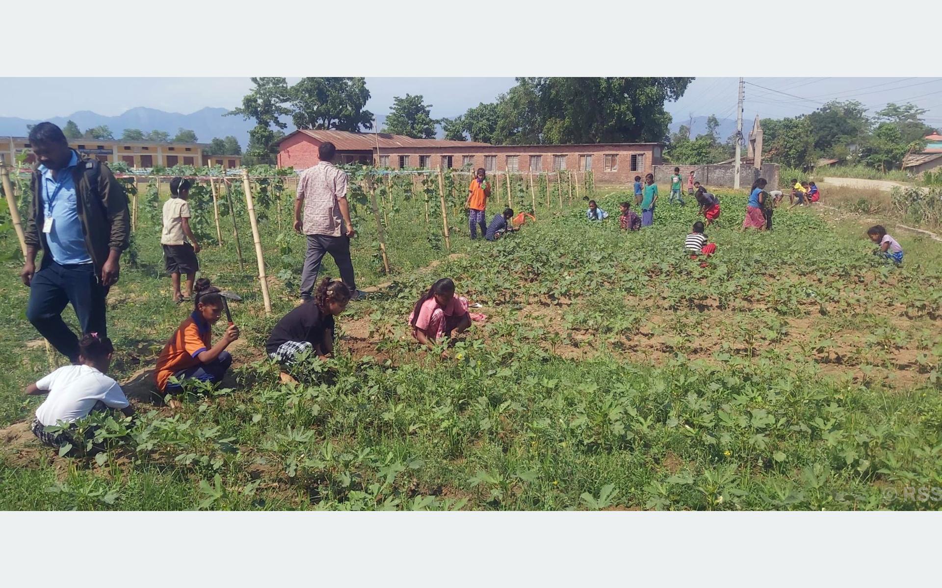 विद्यालयमा विद्यार्थीले करेसाबारी स्याहार्दै