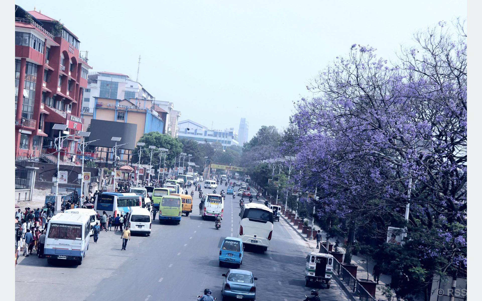 जाकाराण्डा फूल