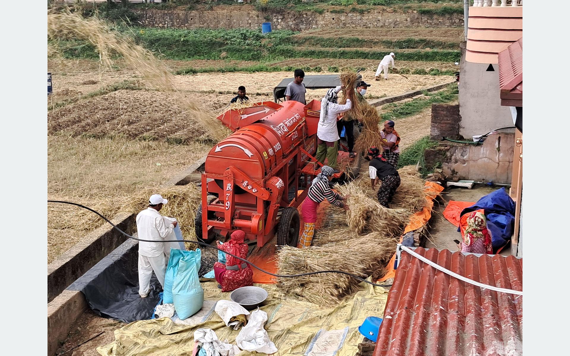 गहुँ थन्क्याउने चटारो
