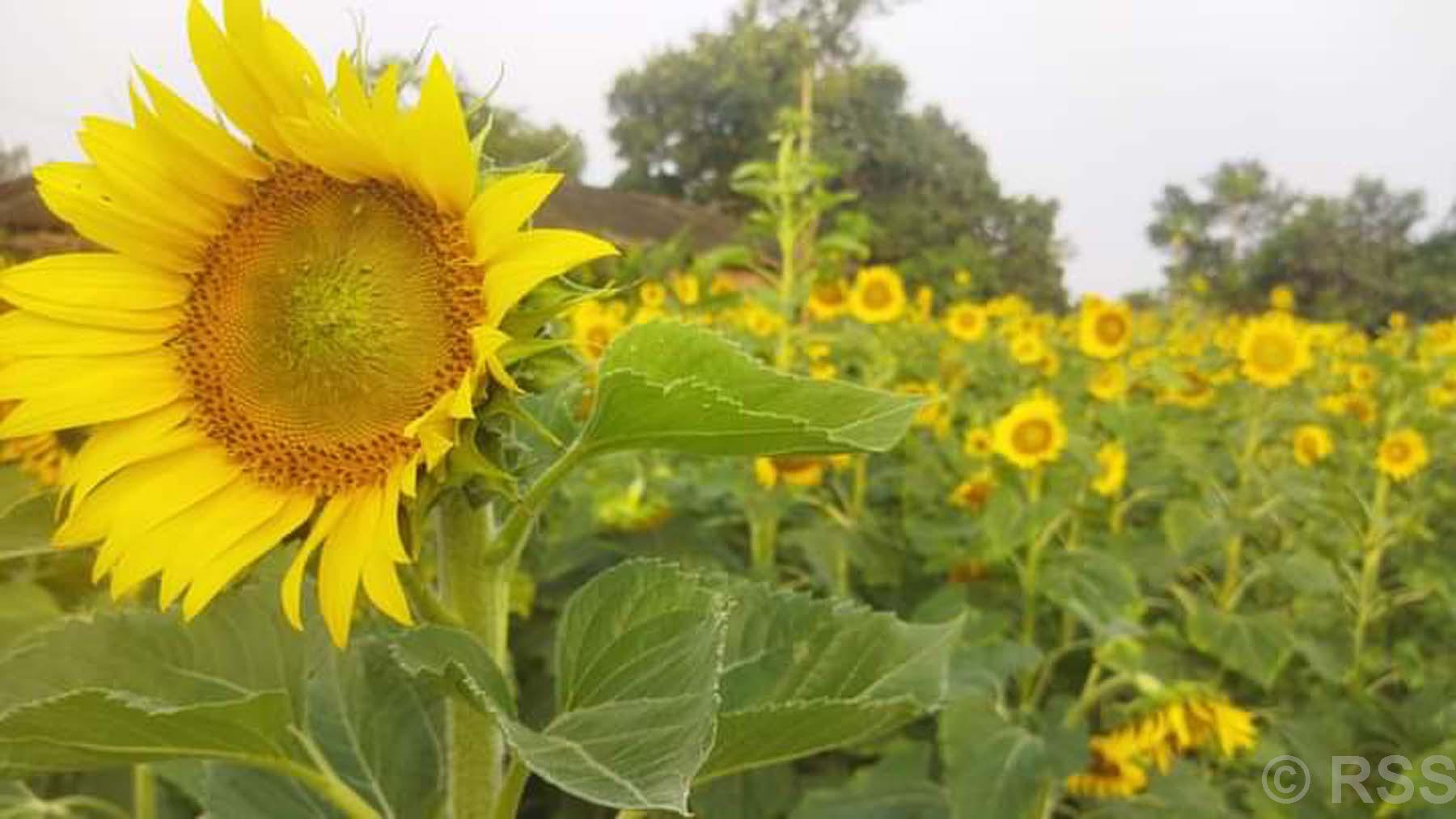 सूर्यमुखीको खेती