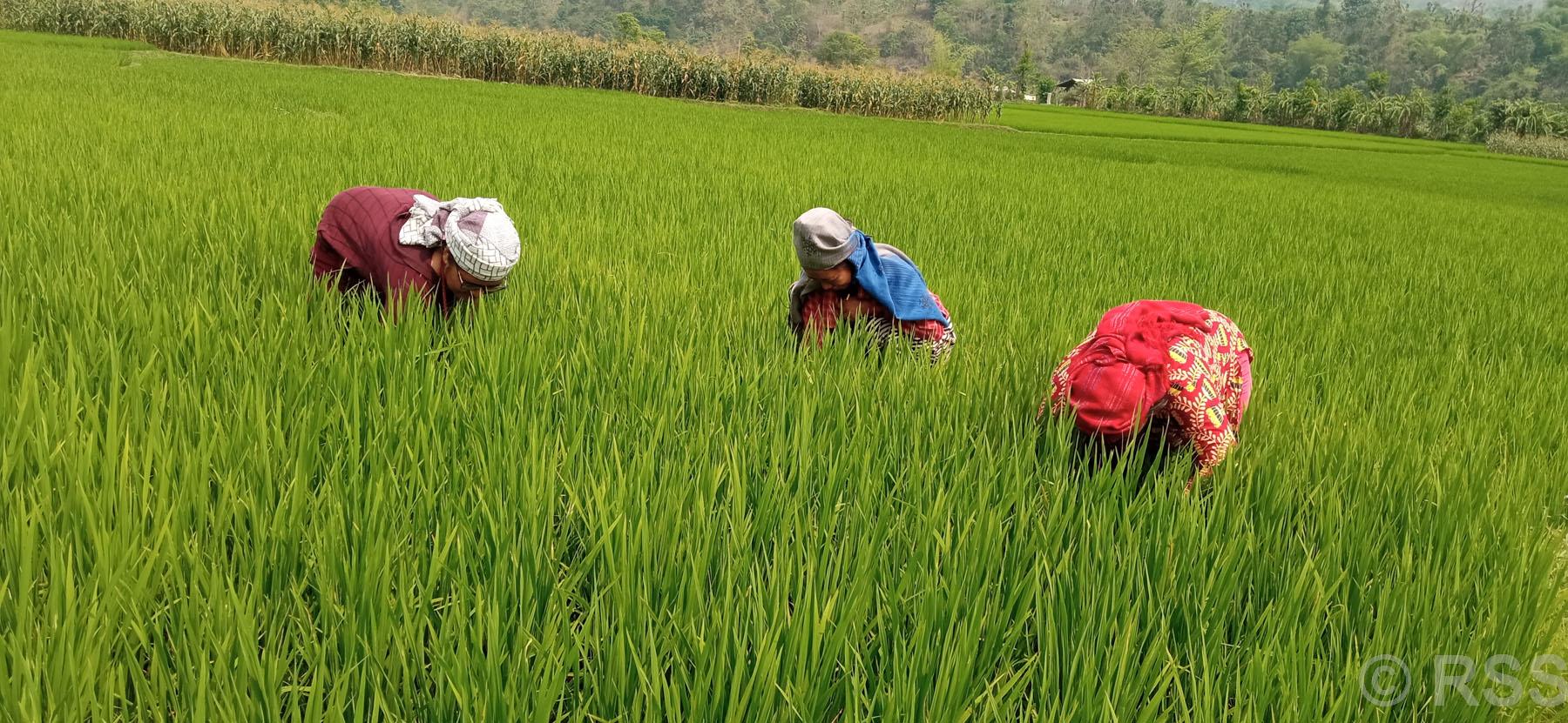 धान गोडमेल गर्दै किसान