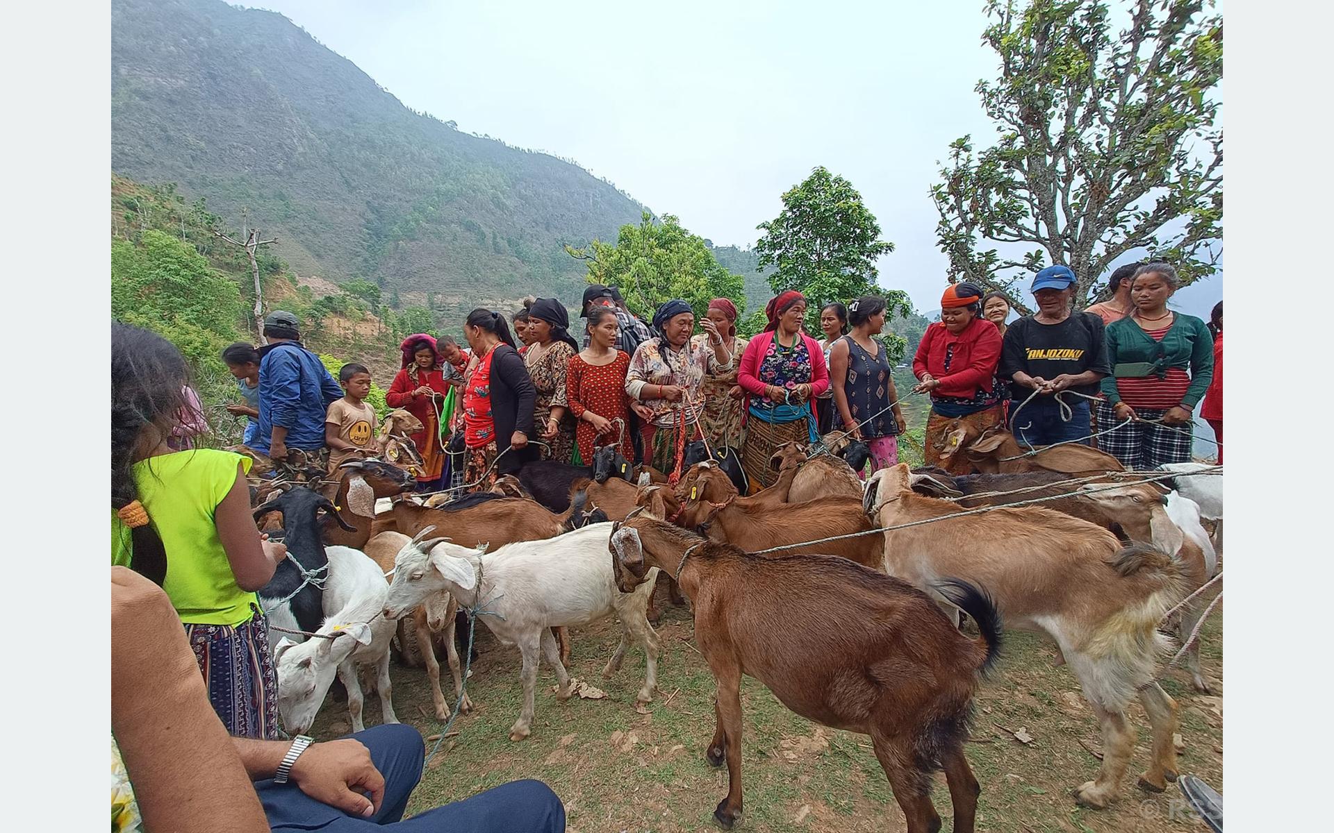 अनुदानमा बाख्रा पाएपछि कृषक खुसी