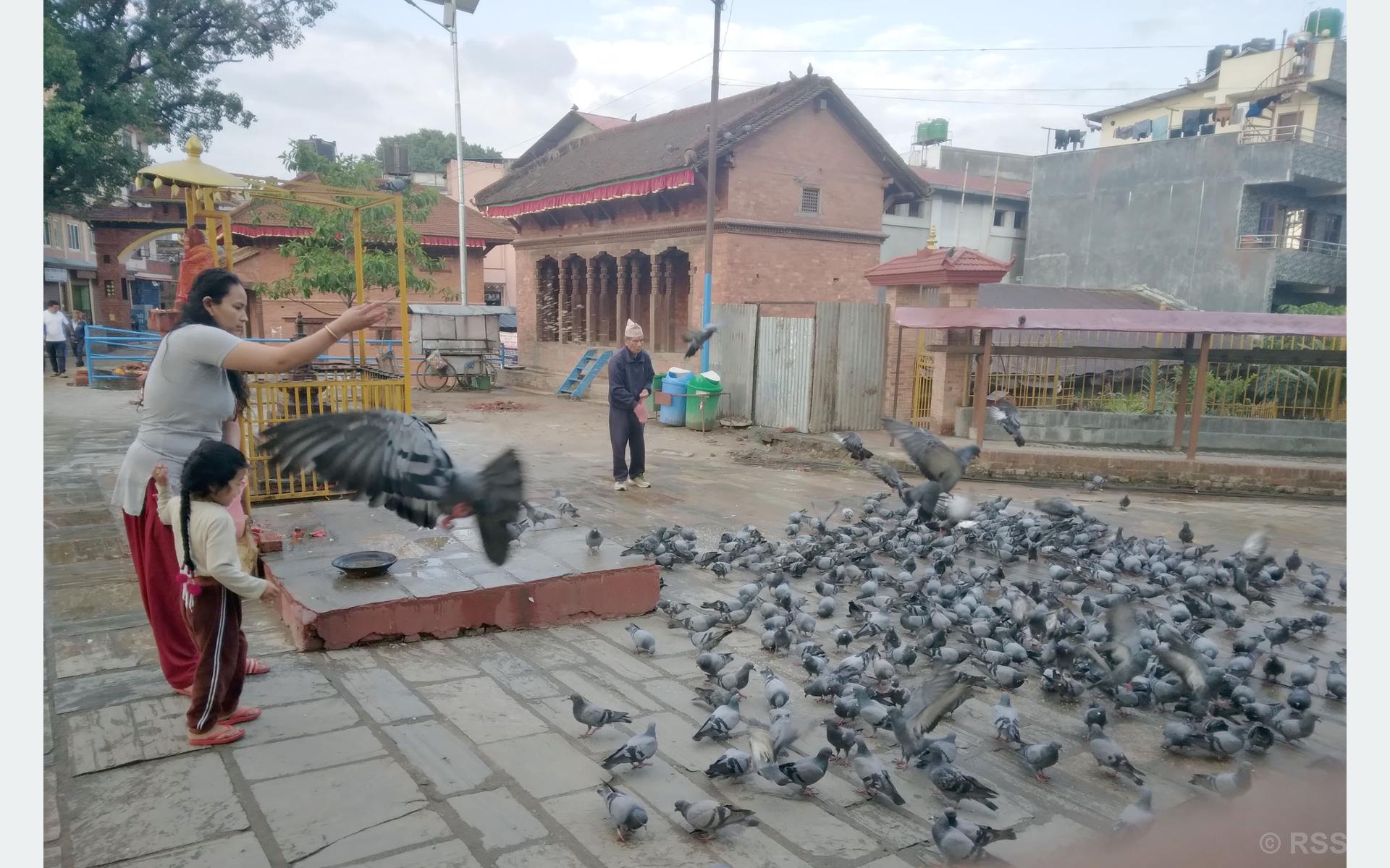 परेवालाई आहारा
