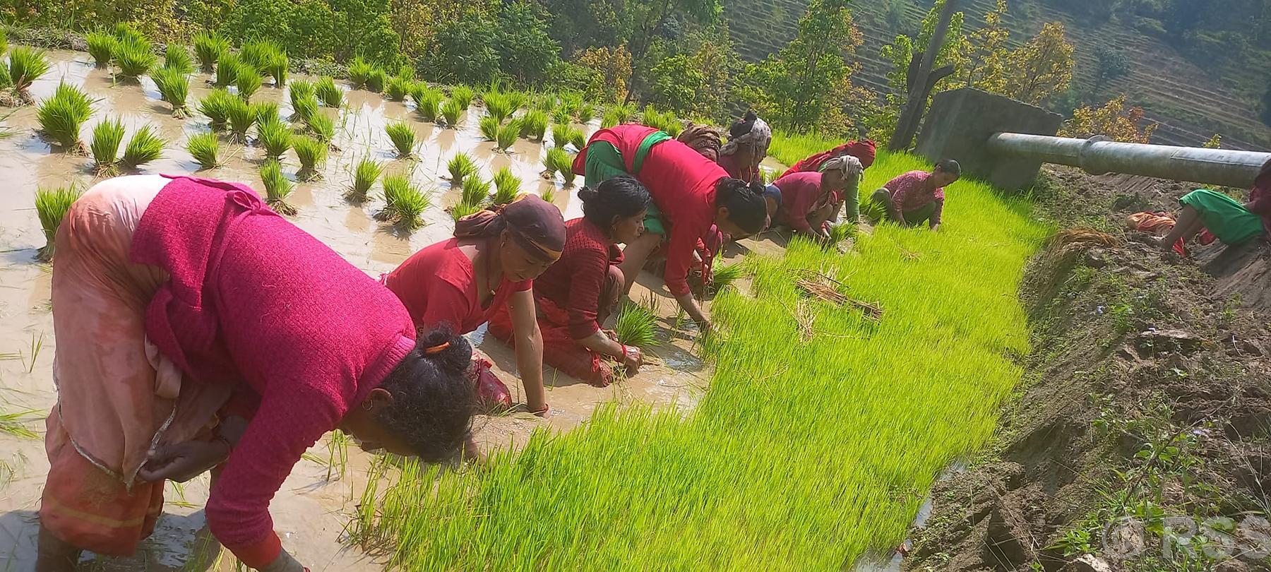 धानको बिउ उखेल्दै किसान